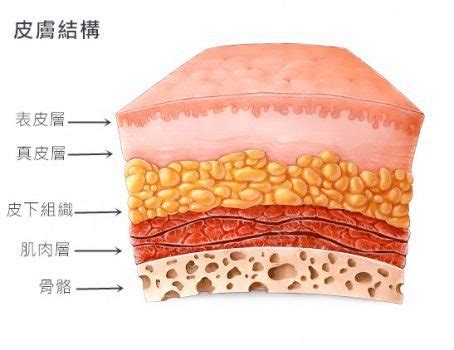 健康的皮膚